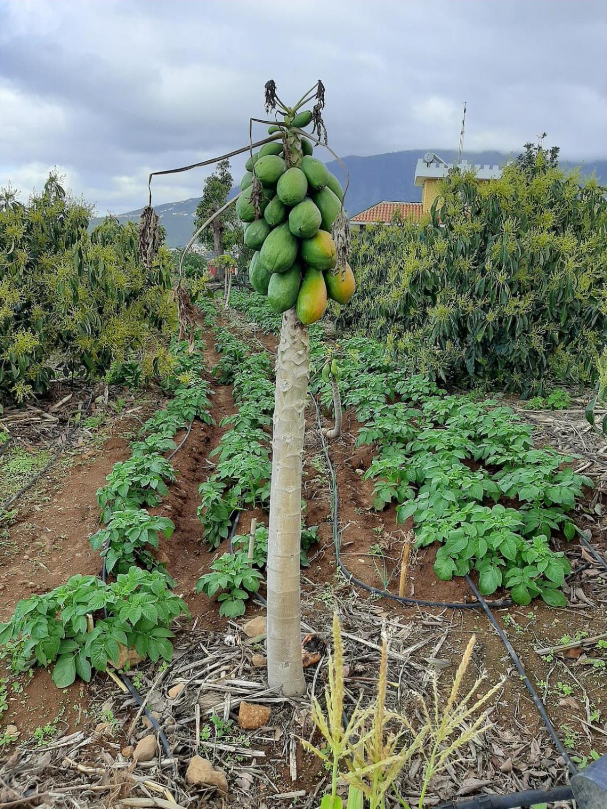 Finca De Luna ลาโอโรตาวา ภายนอก รูปภาพ
